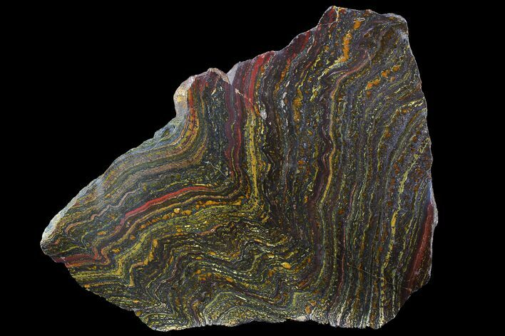 Polished Tiger Iron Stromatolite - ( Billion Years) #92818
